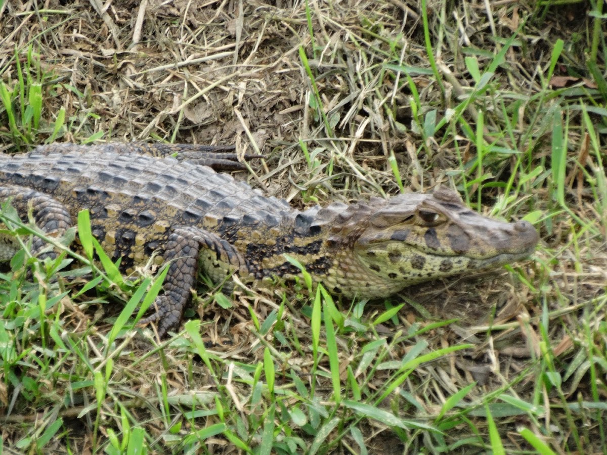 Common or Spectacled Caiman