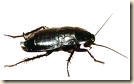Lo scarafaggio sardo dalle tinte balcaniche