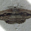 Scioglyptis Moth - male