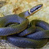 Ring-necked Snakes