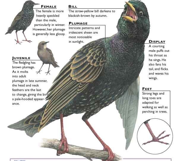 European Starling (Birds)