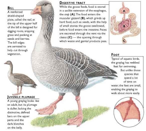 Graylag Goose Birds