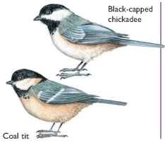 Black-capped Chickadee (Birds)