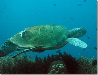 pulau-redang-sea-turtle