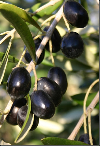 olive sull'albero
