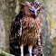Buffy fish Owl