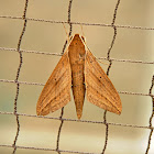 Hawk Moth