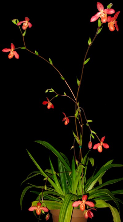 Phrag. Rosalie Dixler | Slippertalk Orchid Forum