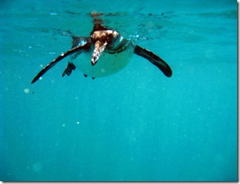 Isabela Snorkeling47 [800x600]