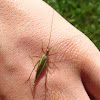 Pine Tree Cricket (female)