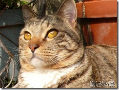 (貓)阿虎-劉冠妙提供