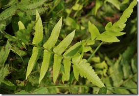 過溝菜蕨 (2) 過溝菜蕨 (2)