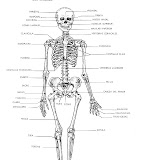 cuerpo humano sistema óseo