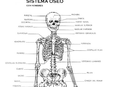 El Esqueleto Humano Y Sus Partes Para Niños De Primaria