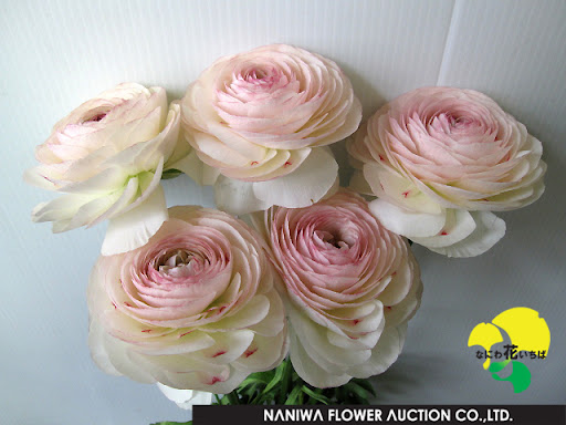 高千穂ラナンキュラス 10 ぅみっ子の展示