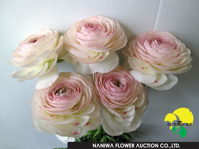 [最も共有された！ √] ラナンキュラス オルレアン 花 270967-ラナンキュラス オルレアン 花言葉