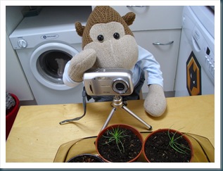 Taking pictures of seedlings