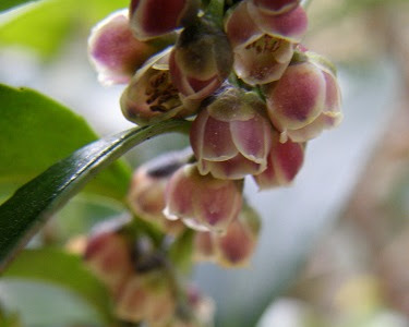 画像 ヒサカキ 花 220282-ヒサカキ 花