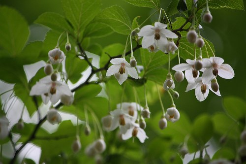 フツウの生活 丘陵の白い花 9 エゴノキ