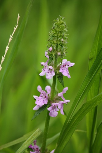 フツウの生活 シソ科の花 イヌゴマ