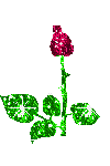 rosas (7)