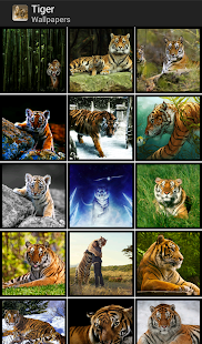 Lastest Tigers - HD Wallpapers APK for Android