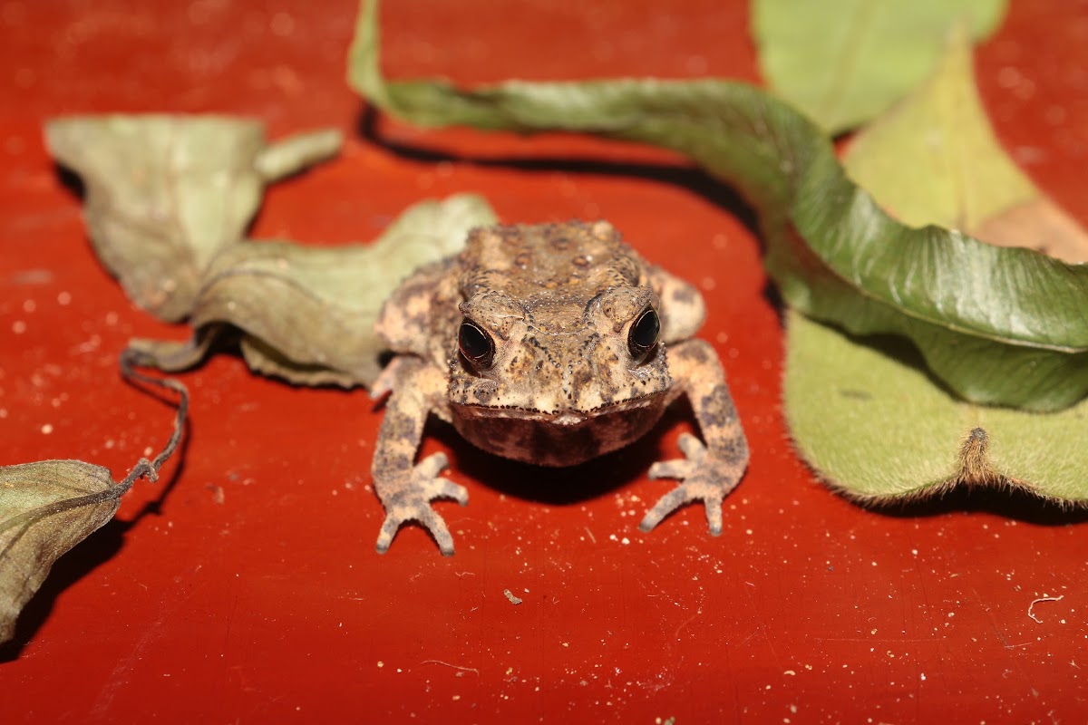 Spectacled Toad