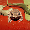 Spectacled Toad