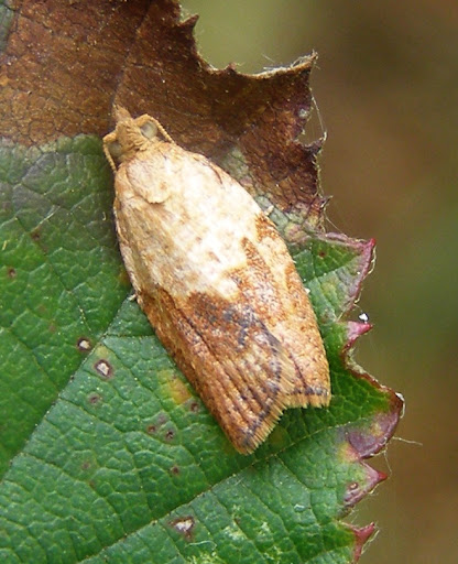 Pictures Of New Zealand Moths. New Zealand, Hawaii and