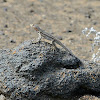 lava lizard (male)