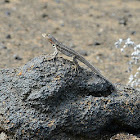 lava lizard (male)