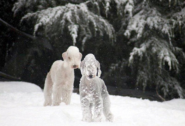 snow%5B5%5D.jpg