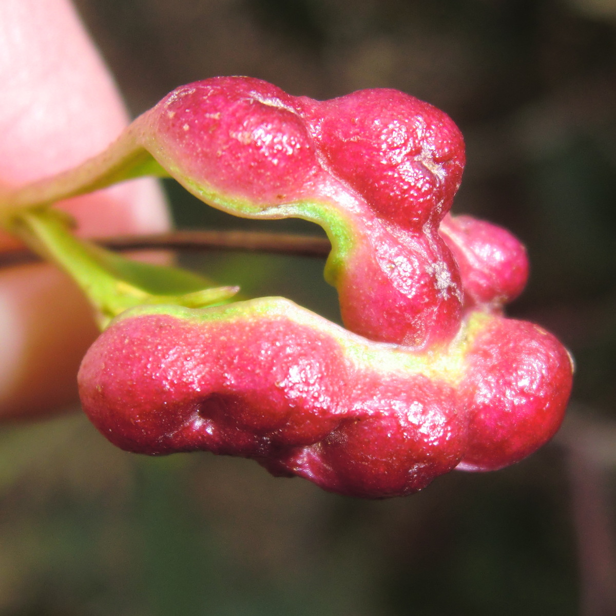 Eucalyptus leaf galls