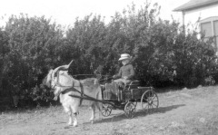 Dow with billy goat cart, 1918, 6 yrs. old