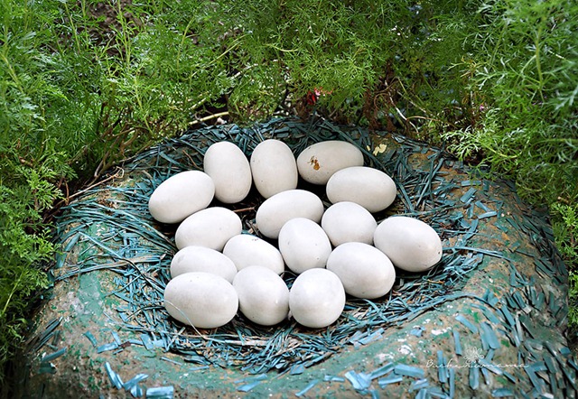 [eggs[1].jpg]