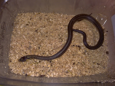 [10000 téléchargés √] bébé serpent gris 602424-Bebe serpent gris