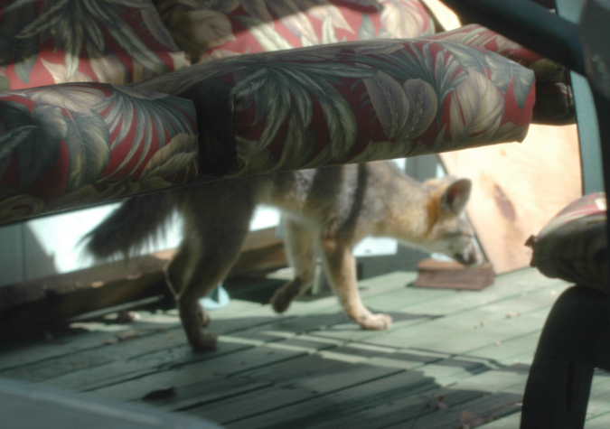 DSC_2999 desert fox checking out the sundect area before she goes to oak creek and on her way on her circuit en az.jpg