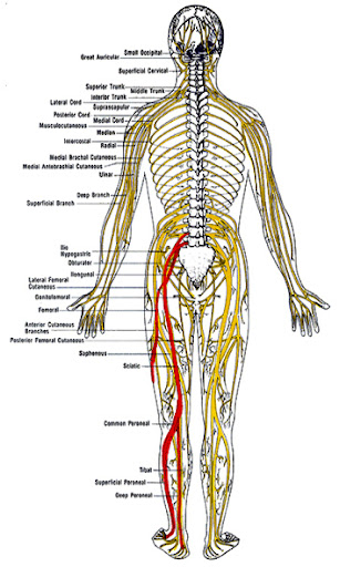 Along the same line, a ruptured disk between the vertebrae in your back 