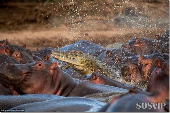 hippo-attacked-the-crocodile Crocodilo atacado Hipopótamo.jpg (1)