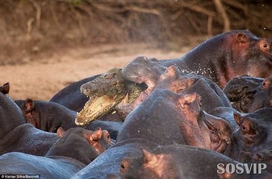 [hippo-attacked-the-crocodile Crocodilo atacado Hipopótamo.jpg (3)[8].jpg]