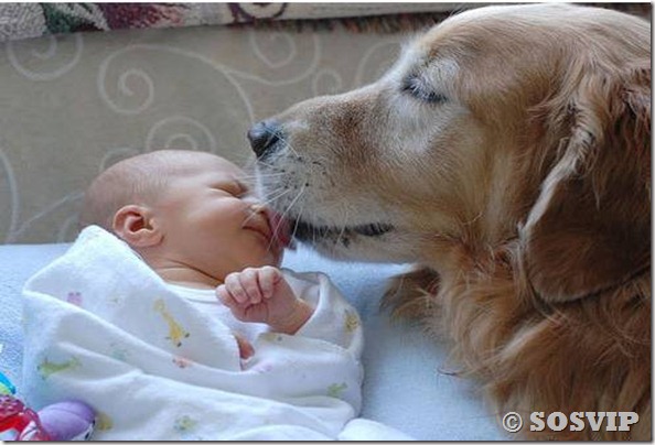 Cachorro babá a melhor babá babysitter (1)