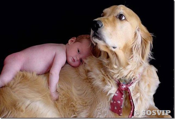 Cachorro babá a melhor babá babysitter (13)