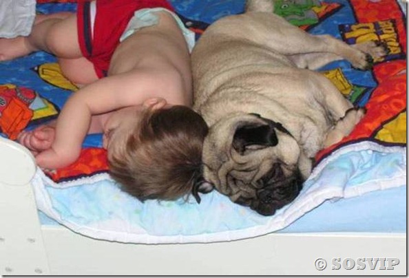 Cachorro babá a melhor babá babysitter (4)