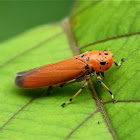 Black-tipped Leafhopper