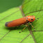 Black-tipped Leafhopper