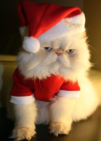 [Cat-In-Santa-Hat[4].jpg]