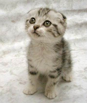 [cute-cat[2].jpg]