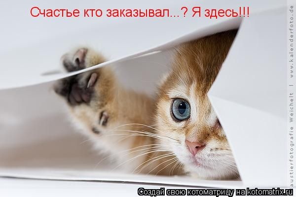 [kitten[5].jpg]