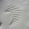 Bird wing print