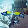 Yellohead Wrasse ( males)